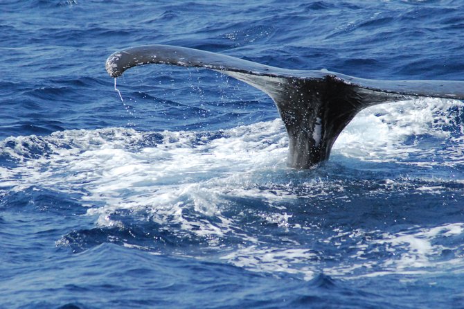 Great Whale Watching at Kerama Islands and Zamami Island - Booking and Cancellation Policies