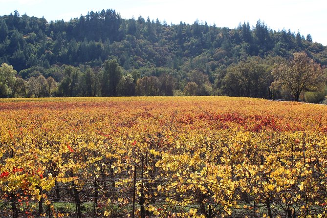 Guided Healdsburg Wine Country Bike and Wine Tasting Tour With Lunch - Provider Information