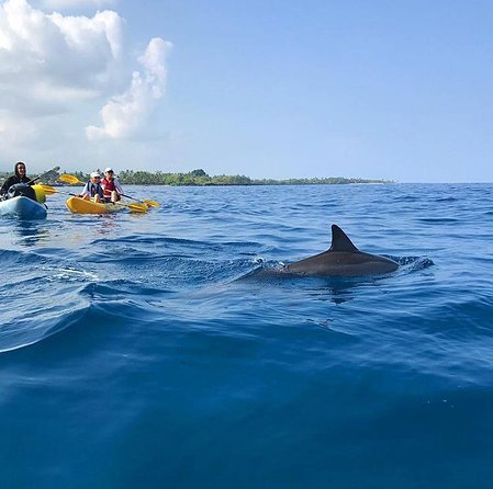 Guided Outrigger Canoe Tour in Kealakekua Bay - Common questions