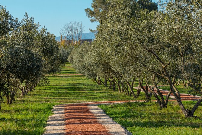 Guided Tour and Olive Oil Tasting in Mallorca - Support and Resources