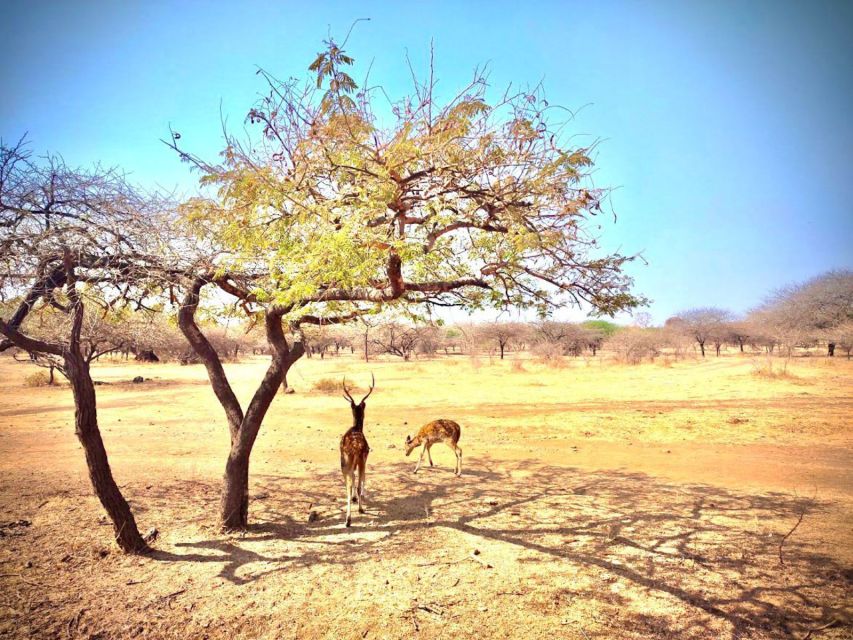 Gujarat: Gir National Park Guided Jeep Safari - Important Information & Guidelines