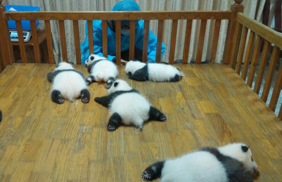 Half Day Amazing Chengdu Panda Base Trip - Additional Details