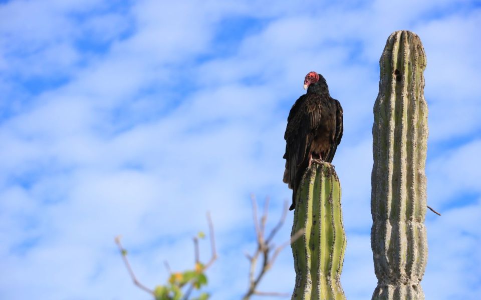 Half-Day Bicycle Tour by Baja California Desert - Tips for a Great Experience