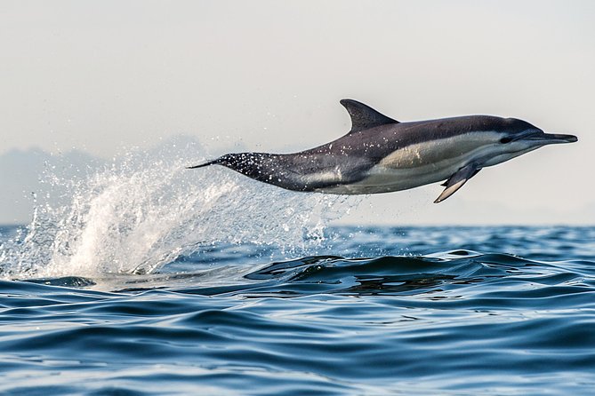 Half Day Dolphin & Wildlife Cruise - Tauranga - Cancellation and Weather Policy