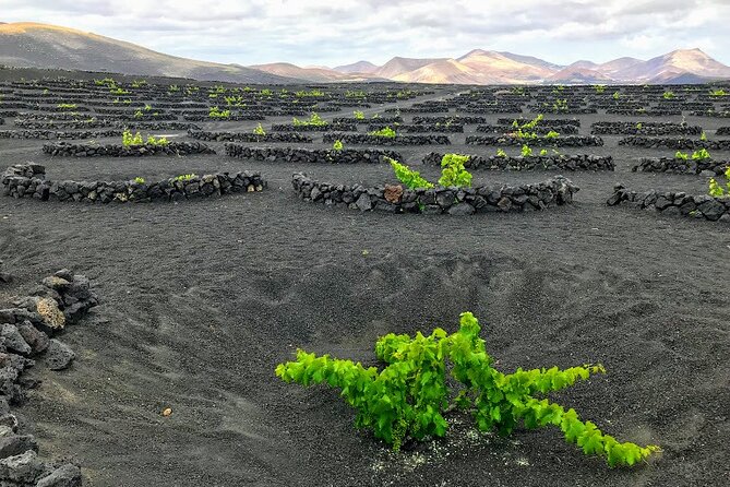 Half Day Excursion to the Timanfaya National Park and the Volcanoes  - Lanzarote - Customer Reviews and Feedback