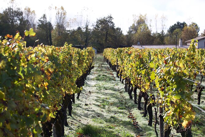 Half-Day Guided Wine Tasting Tour in Bordeaux Vineyards - Booking Details