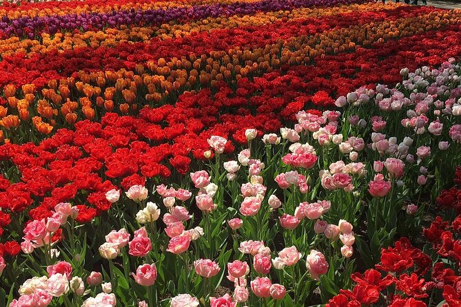 Half Day Keukenhof Tulip Paradise Trip From Amsterdam - Additional Recommendations
