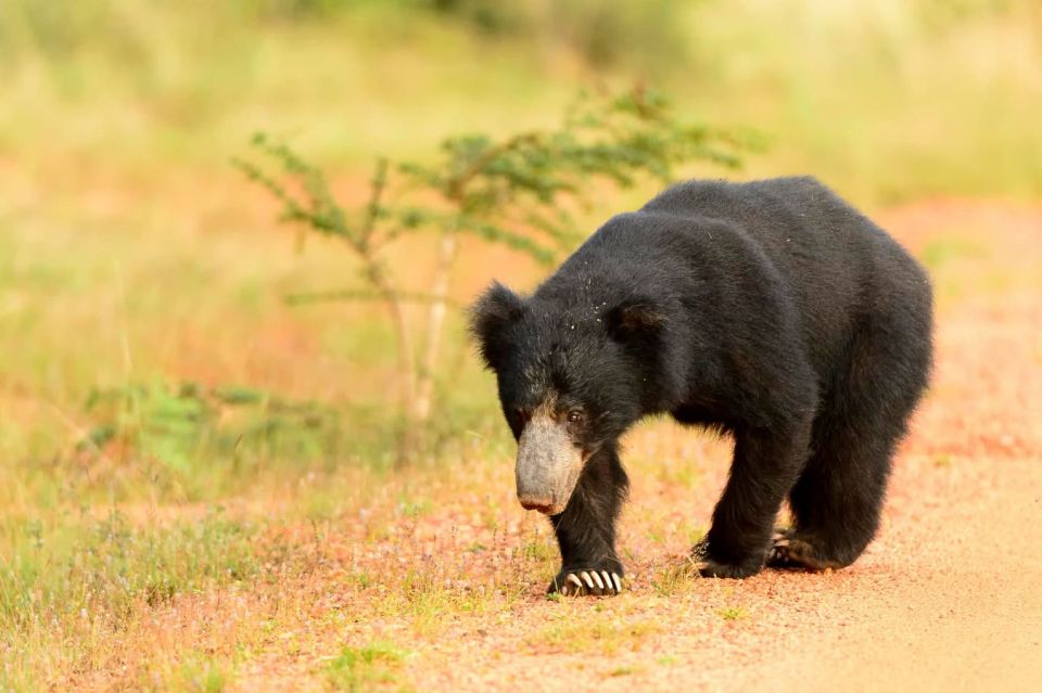 Half-Day Kumana National Park 4 X 4 Wheel Safari - Tour Inclusions