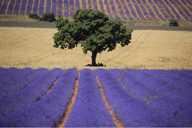 Half Day Lavender Road in Sault From Avignon - Guides Performance Evaluation