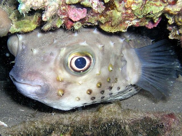 Half-Day: Professionals Diving in Open Water Tour With Lunch - Customer Reviews