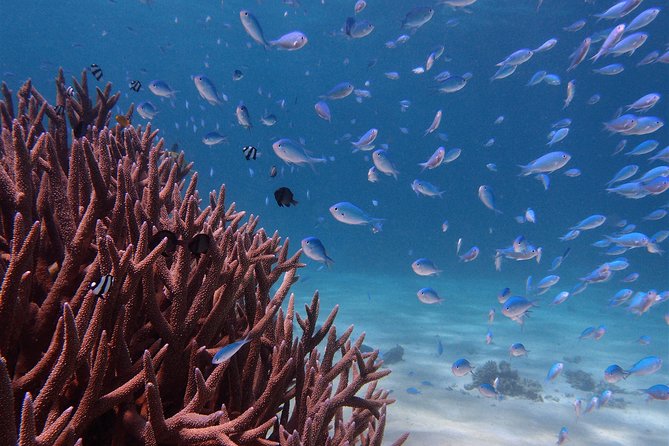 Half Day Snorkel 2.5hr Turtle Tour on the Ningaloo Reef, Exmouth - Booking Confirmation and Accessibility