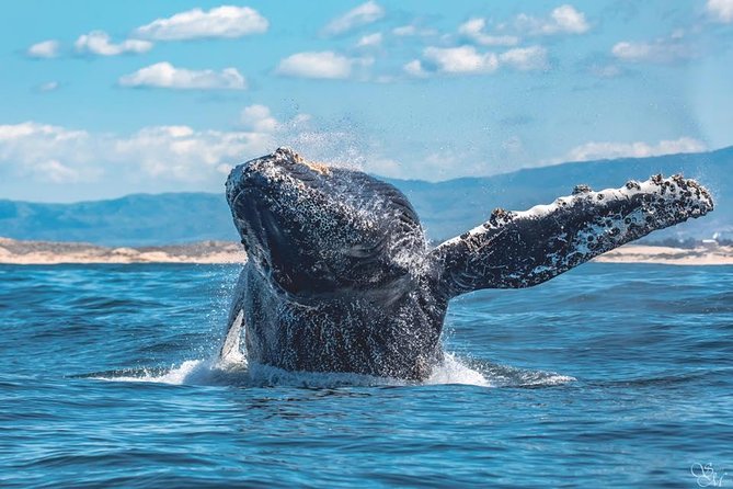 Half-Day Whale Watching Tour From Monterey - Legal Information
