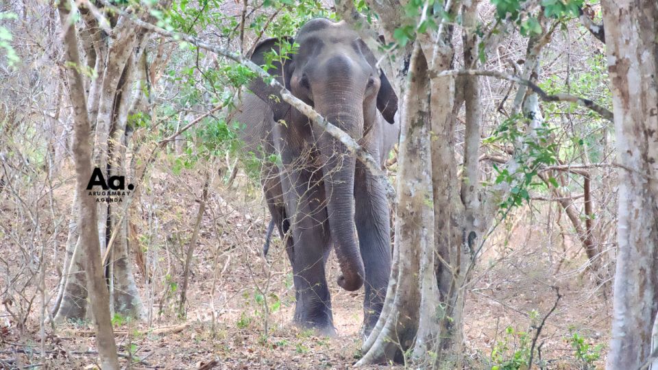 Half-Day Wild Safari in Yala National Park - Customer Reviews & Recommendations