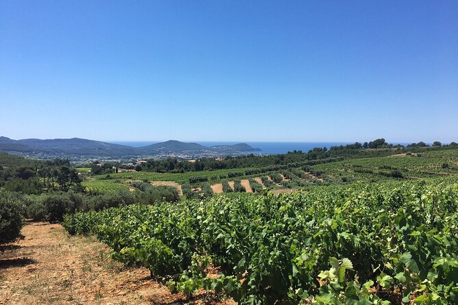 Half Day Wine Tour in Bandol & Cassis From Aix En Provence - Reviews and Ratings