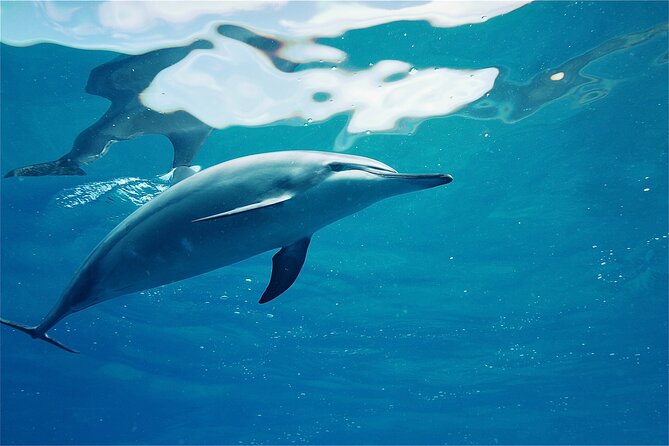 Hawaii: Oahu Dolphin and Sea Life Swimming and Snorkeling Trip  - Honolulu - Equipment Provided