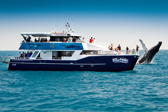 Hervey Bay Whale Watching Cruise - Booking and Departure Information