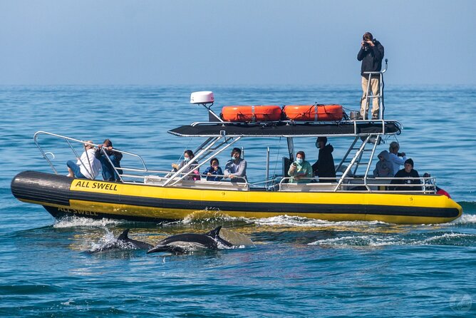High Speed Zodiac Whale Watching Safari From Dana Point - Location Details and Nearby Attractions
