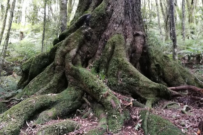 Hike New Zealands Finest Forest - Whirinaki Forest - Booking Information