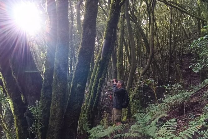 Hiking Through Enchanted Forest Above Masca Half-Day Hike Tenerif - Resources and Support