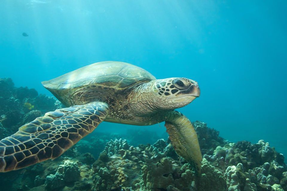 Hilo: Sea Turtle Lagoon and Black Sand Beach Snorkel - Common questions