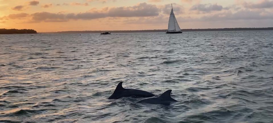 Hilton Head Island: Dolphin and Nature Tour - Plan Your Unforgettable Adventure