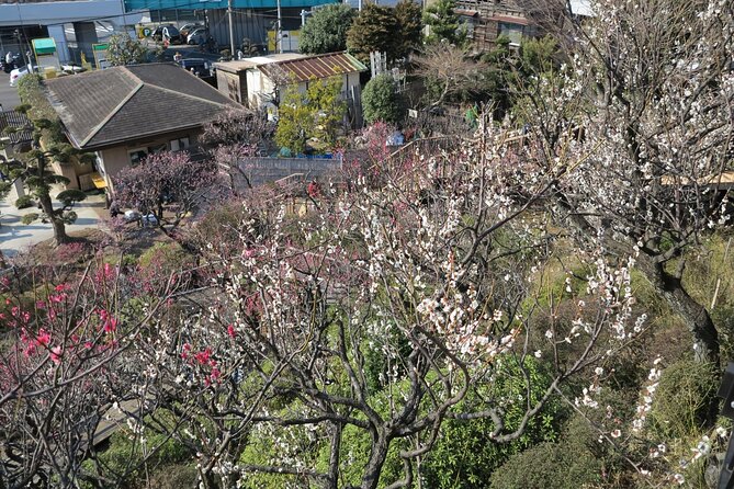 Historic Temple・Traditional Japanese Garden＆ Eating Around at a Shopping Strip - Serene Japanese Garden Stroll