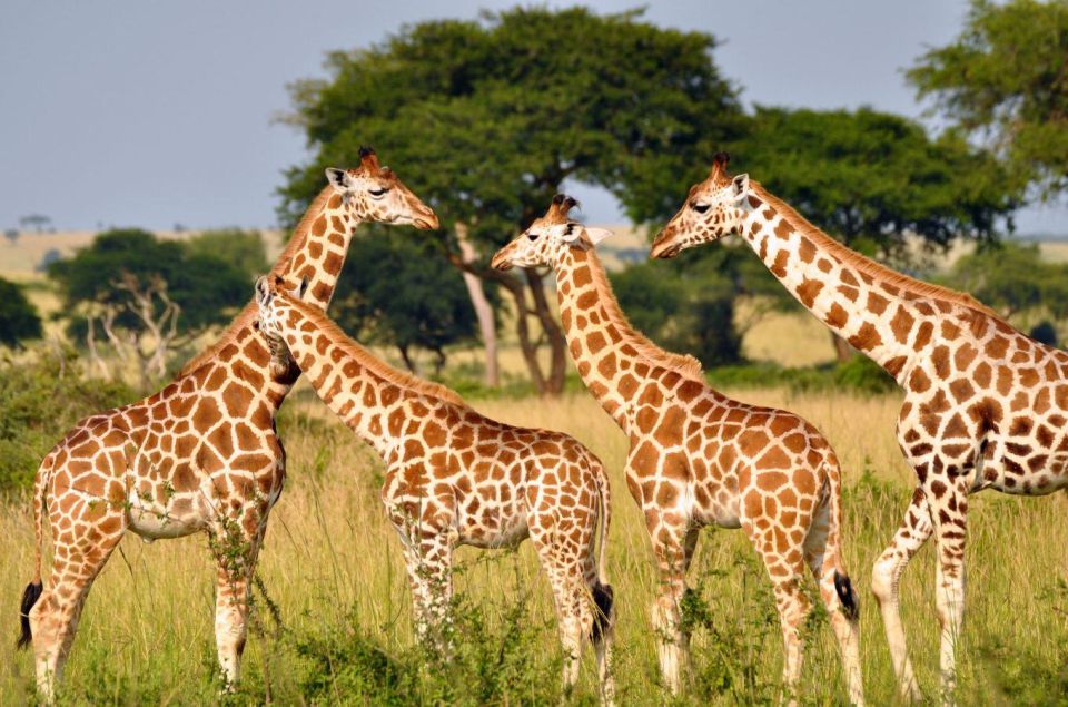 Hluhluwe Imfolozi Big 5 Full Day Tour From Durban - Safety Measures