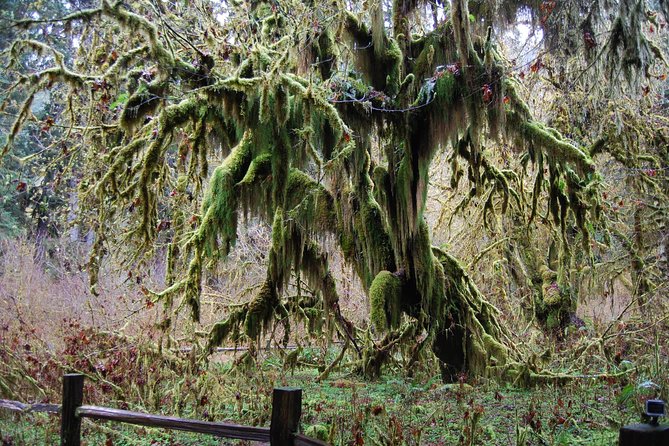 Hoh Rain Forest and Rialto Beach Guided Tour in Olympic National Park - Booking Information