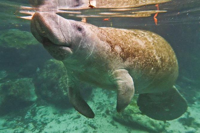 Homosassa Springs and Manatee Snorkeling Experience, Orlando - Visitor Testimonials and Impressions