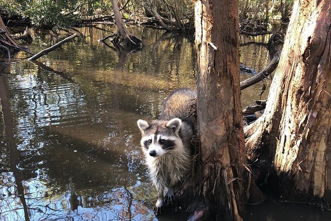 Honey Island Swamp Boat Tour With Transportation From New Orleans - Last Words