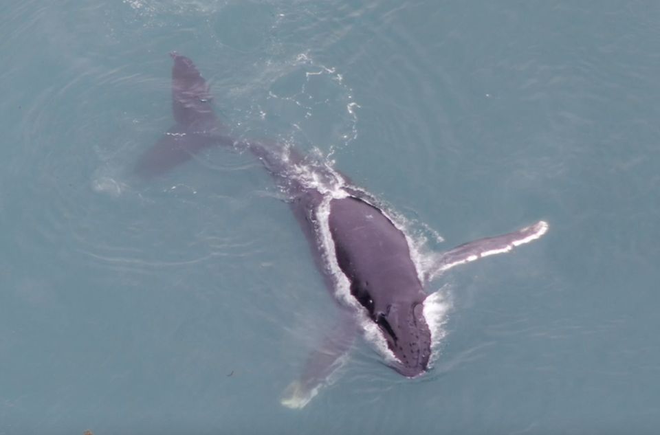 Hoonah: Icy Strait Whale Watch With Drone Filmography - Unforgettable Whale Watching Experience