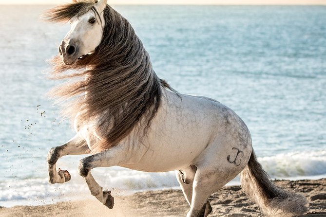 Horse and Flamenco Show in Malaga - Highlights of the Show