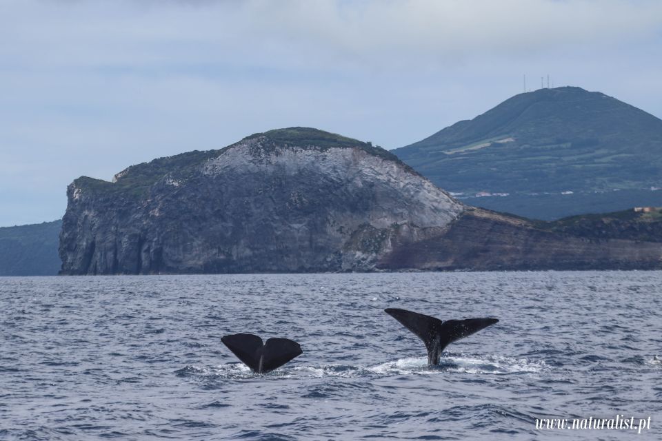 Horta: Whale and Dolphin Watching Expedition - Customer Reviews