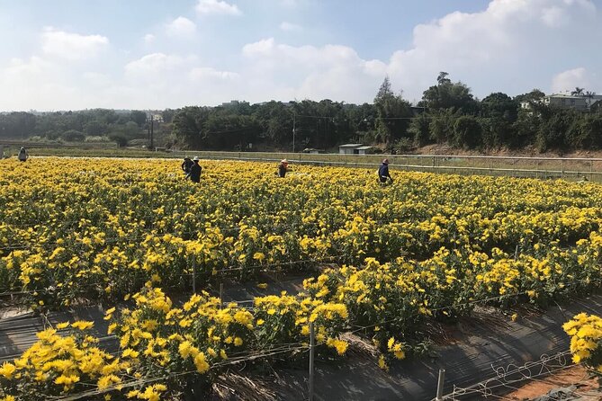 Hsinchu Sugar Culture and Dried Persimmon Experience From Taipei - Directions and Logistics