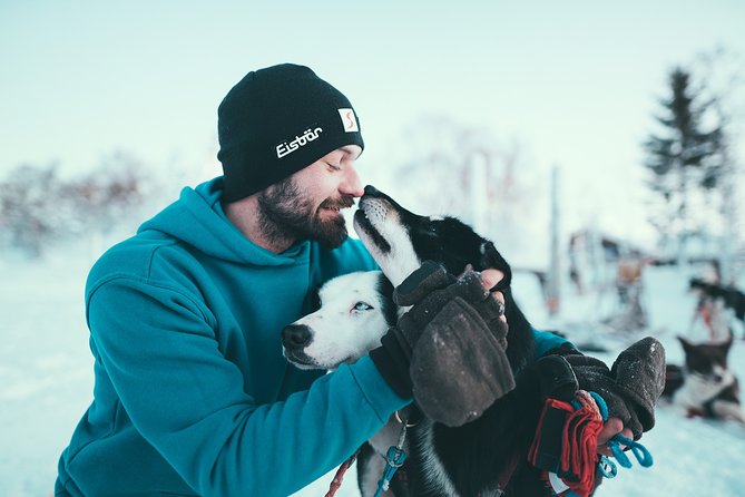 Husky Sledding Self-Drive Adventure in Tromso - Reviews and Feedback