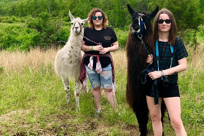 Hyde Park NY, Llama/ Alpaca Hike and Farm Tour  - The Catskills - Duration and Accessibility