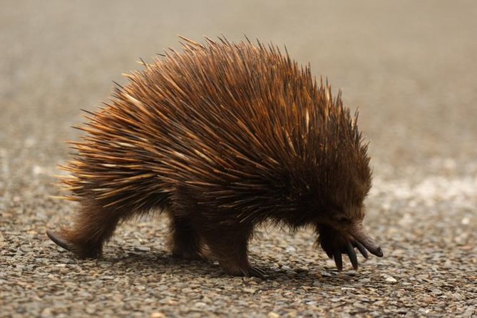 Inside the Greater Blue Mountains World Heritage - A Private Wildlife Safari Overnight - Booking Information