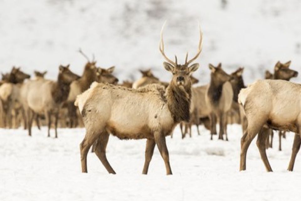 Jackson: Grand Teton and National Elk Refuge Winter Day Trip - Additional Information