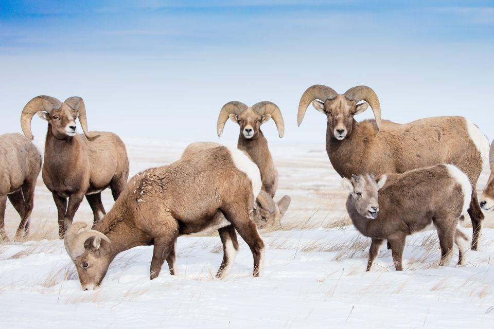 Jackson: Grand Teton, Bighorn Sheep, and Petroglyphs Tour - Additional Information and Cancellation