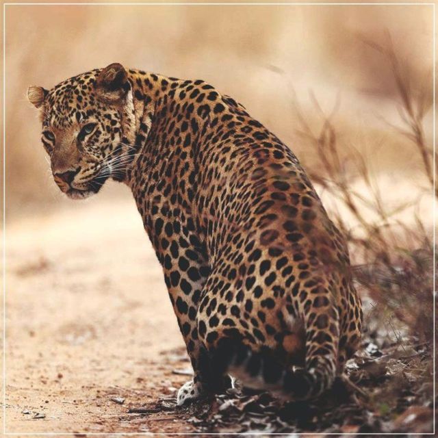 Jaipur: Jhalana Leopard Safari Private Tour - Suggestions for Improvement