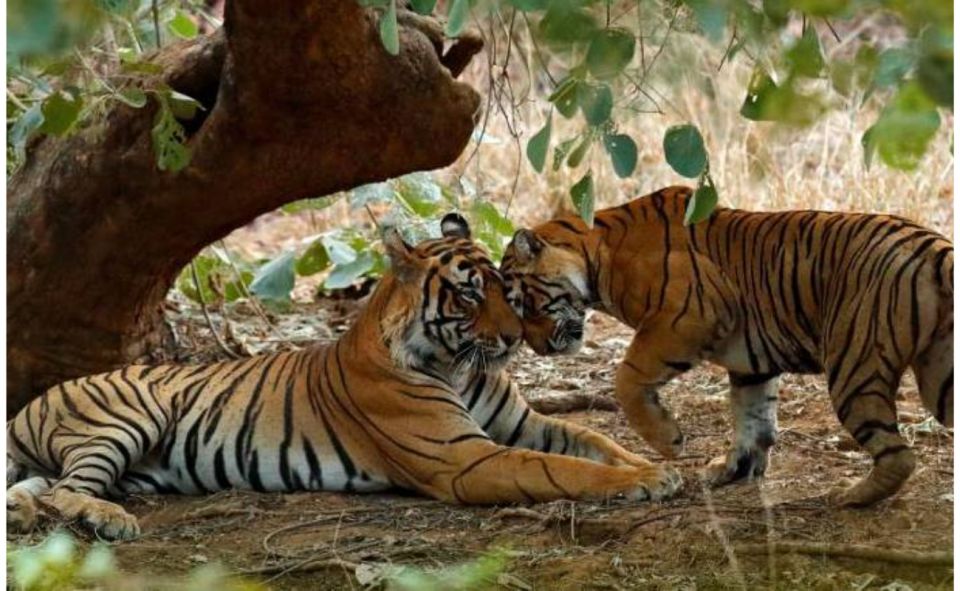 Jaipur: Ranthambore Private Guided Tour With Cab - Common questions