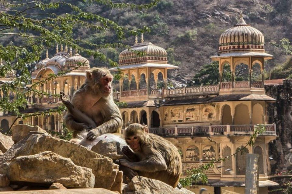 Jaipur Sightseeing Tour With Monkey Temple (Galta Ji Temple) - Inclusions