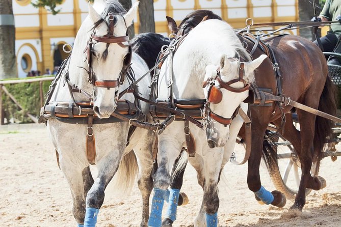 Jerez & Cadiz Winery With Tasting & Opt Horse Show From Seville - Traveler Feedback Insights