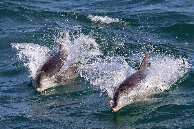 Jervis Bay Dolphin Cruise - Common questions
