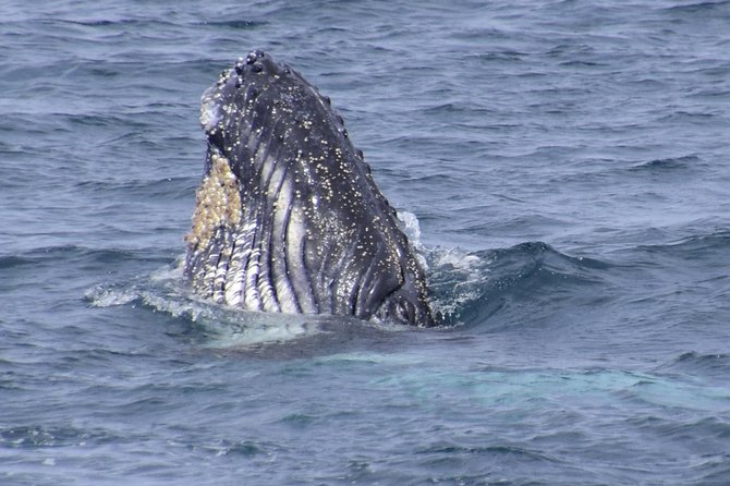 Jervis Bay Whale Watching Tour - Additional Tour Highlights and Features
