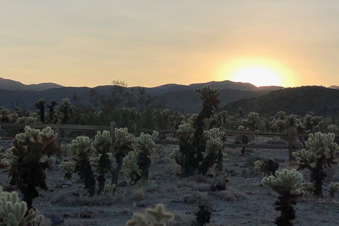 Joshua Tree National Park Driving Tour - Memorable Highlights