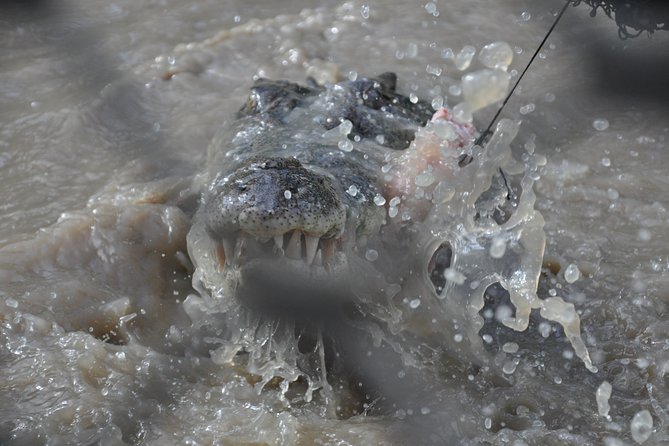 Jumping Crocodile Cruise With Lunch - Wildlife Viewing