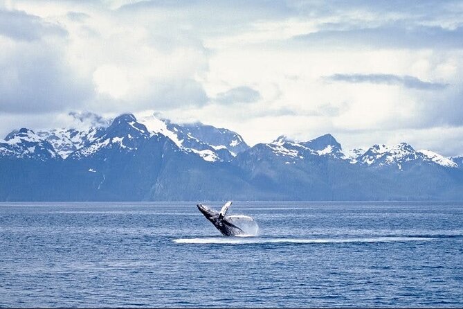 Juneau Wildlife Whale Watching - Frequently Asked Questions