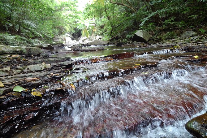 Jungle River Trek: Private Tour in Yanbaru, North Okinawa - Health and Accessibility