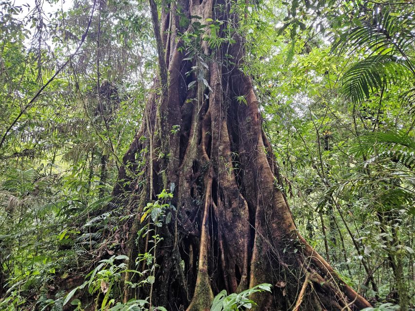 Jungle Trekking at Mt. Batukaru, Scenic Waterfall & Village - Dietary Accommodations